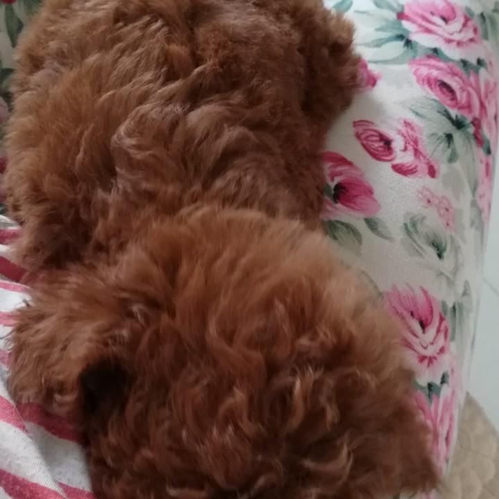 王