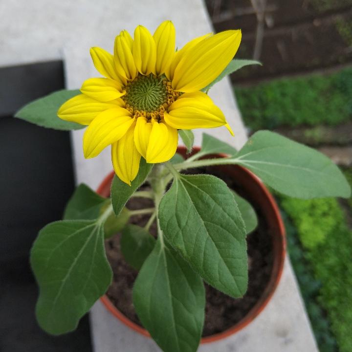 欧皇