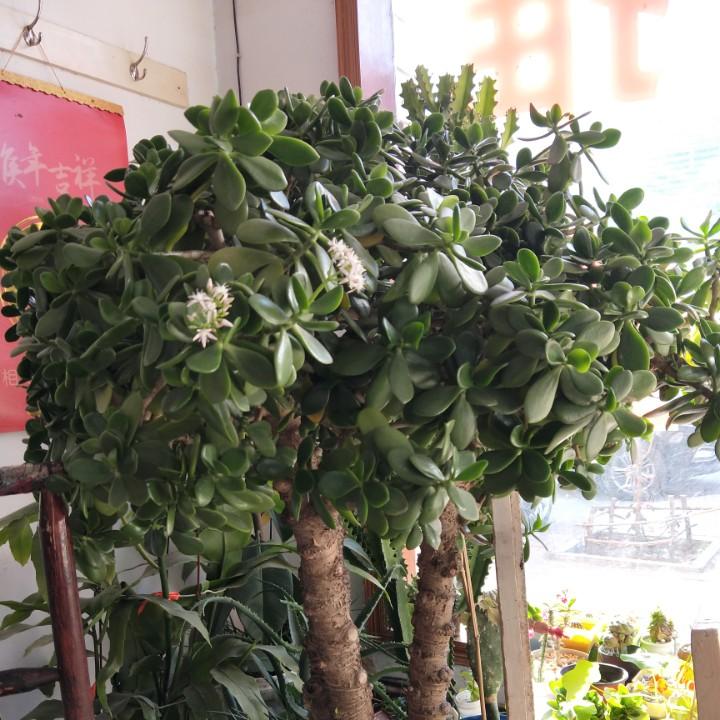 抖起来🎶
