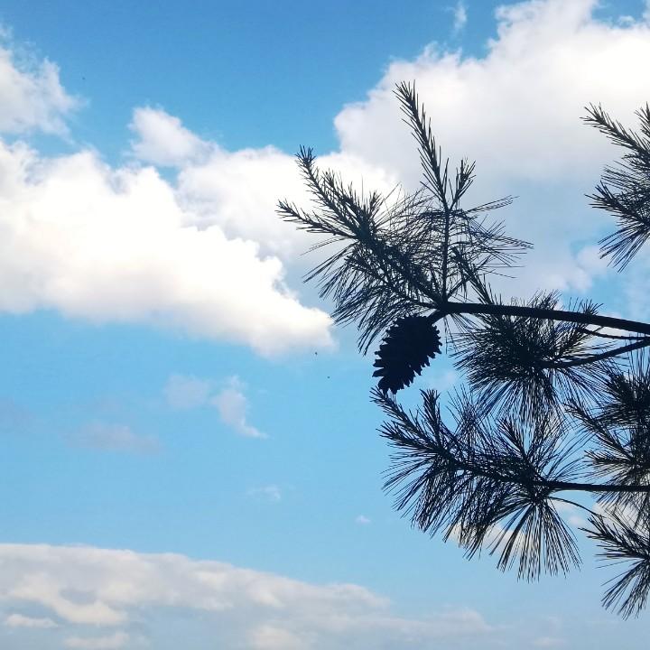 朱哥哥