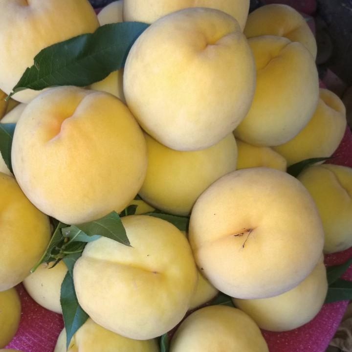 大沙河桃子哥—桃树管理