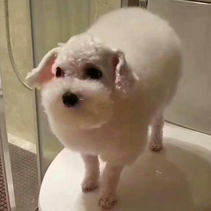 杨毛豆🌈