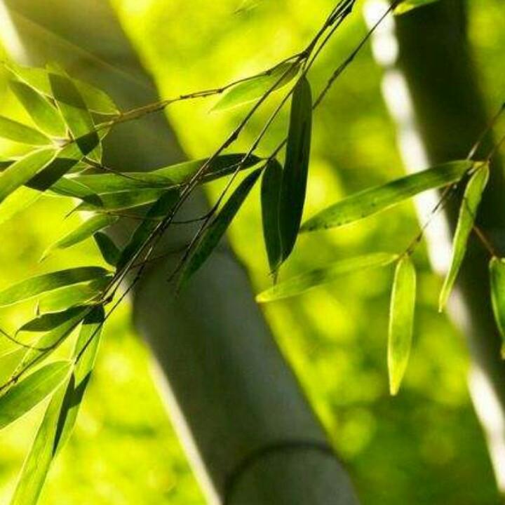 绿竹枫叶