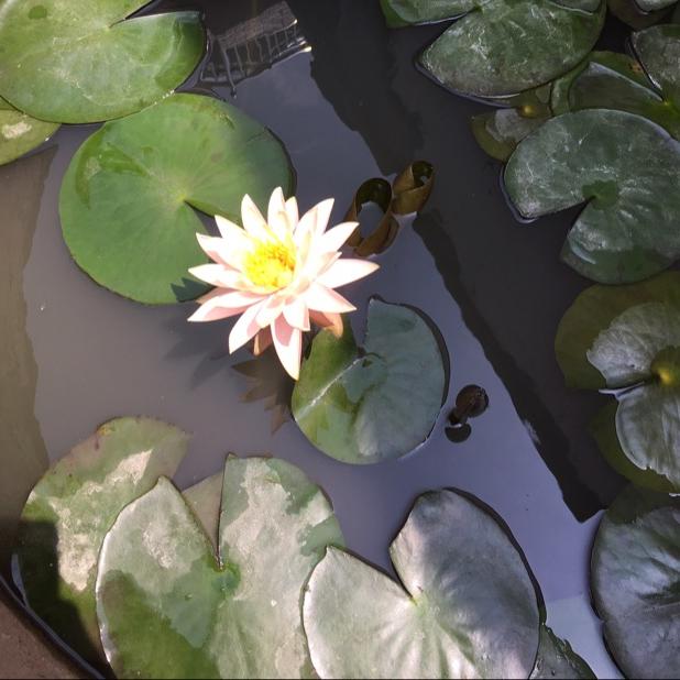 黄花梨