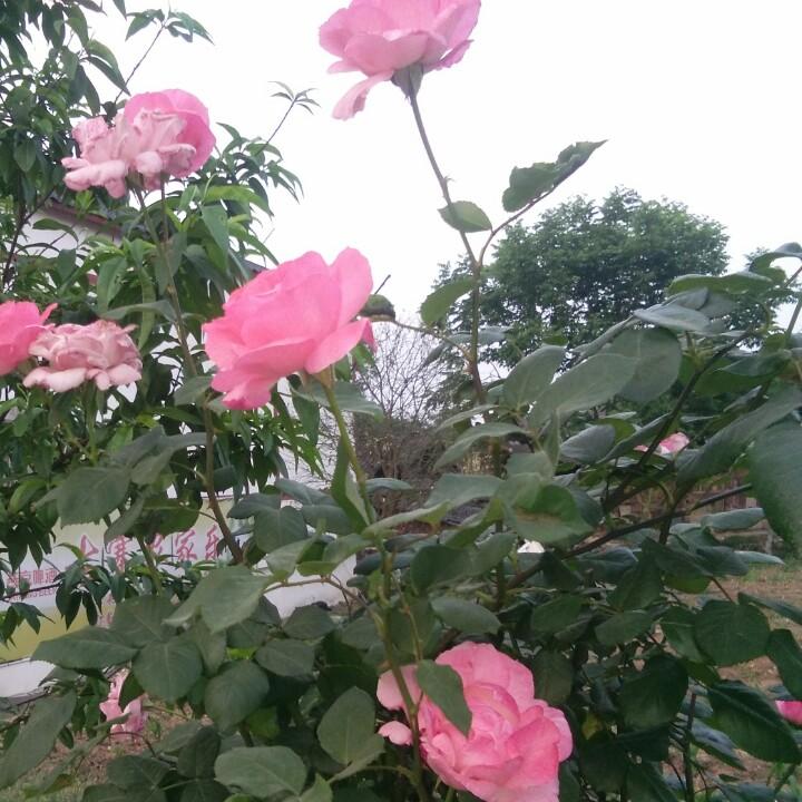 感谢（承蒙厚爱）@