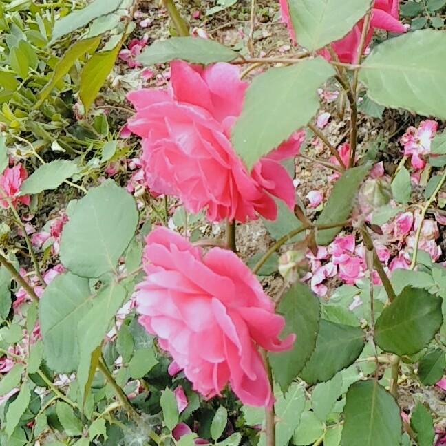 淡然…