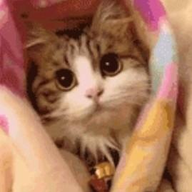 骄傲的小猫
