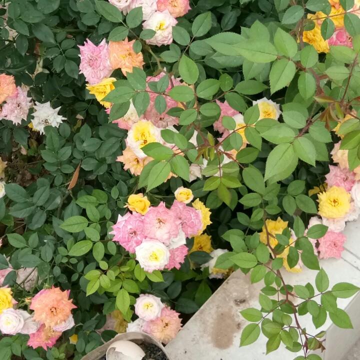 梅
