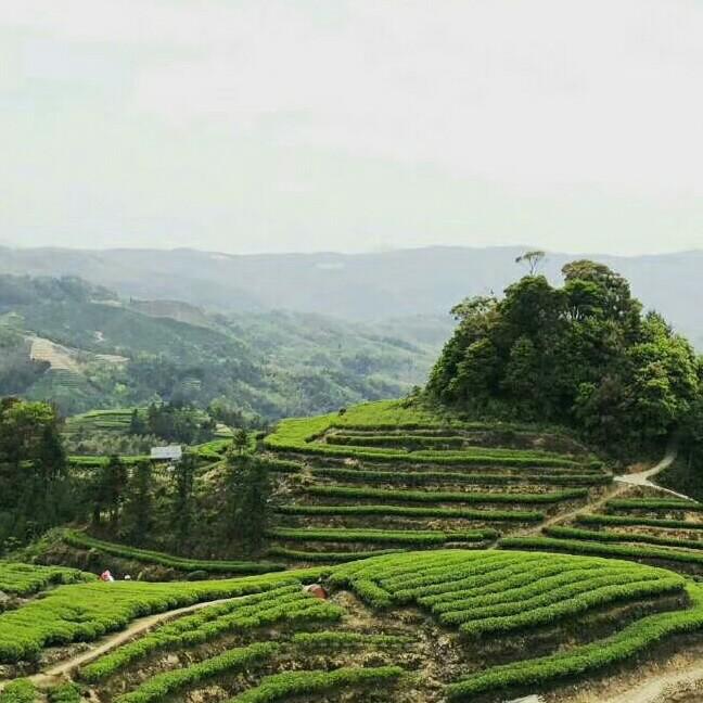 柠檬水