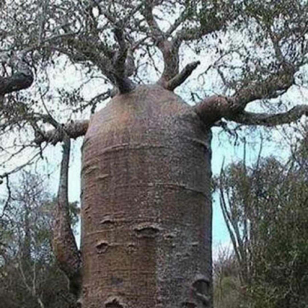 意味酒宝