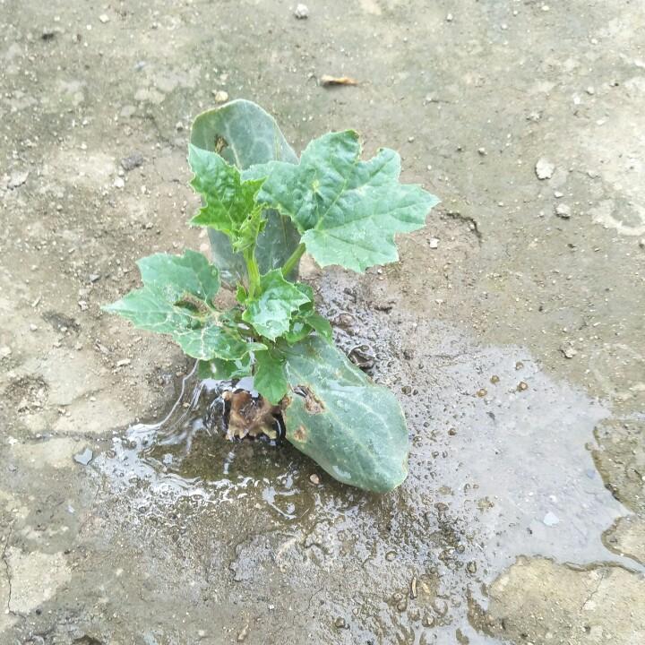小辣椒