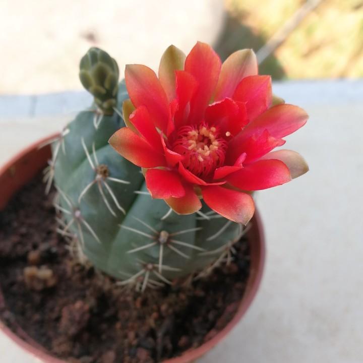 追猫的鱼