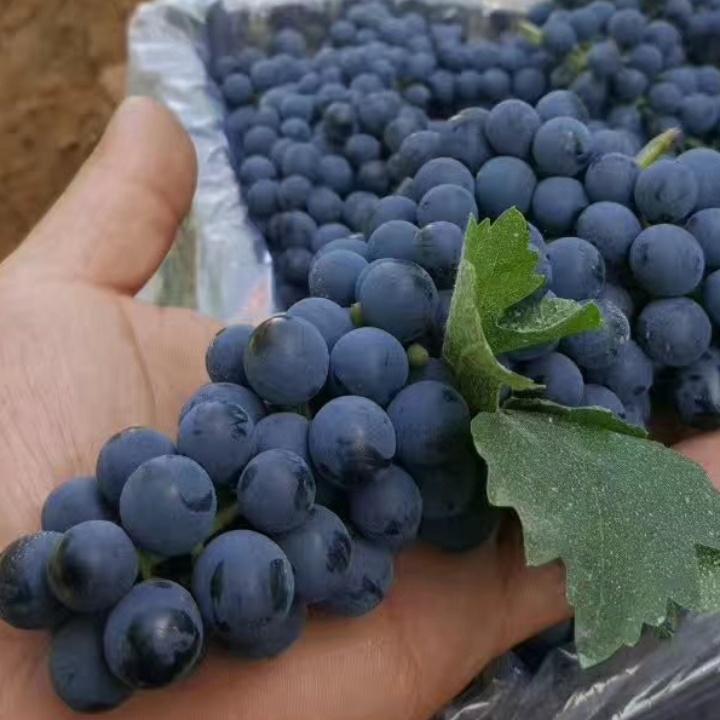 红酒配大葱