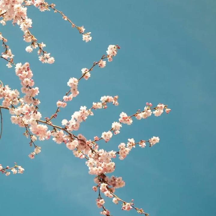 一个鸡蛋三个崽
