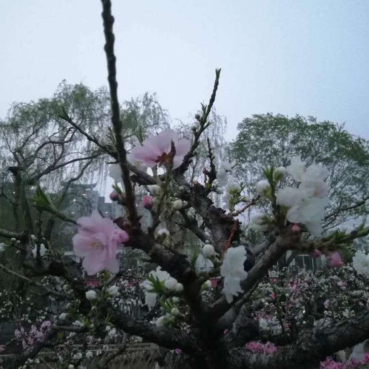 喜欢小动物