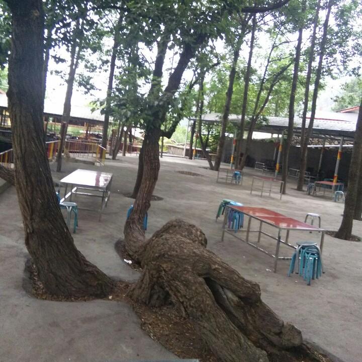 罗林