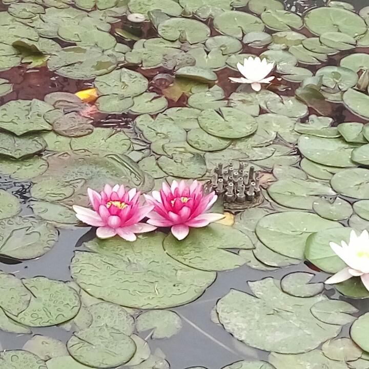 下雨