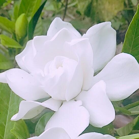 人生若只如初见