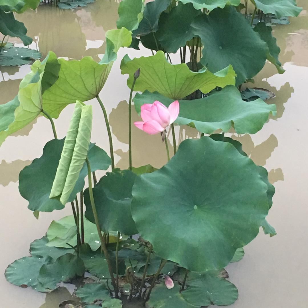 快乐鸟