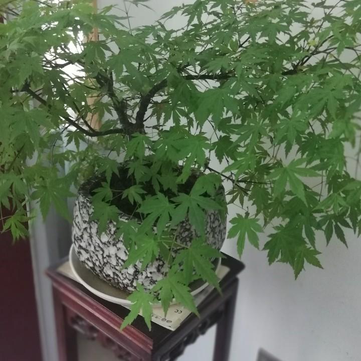 燕子