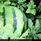 东台市新街镇叶恭磊瓜果蔬菜种植家庭农场