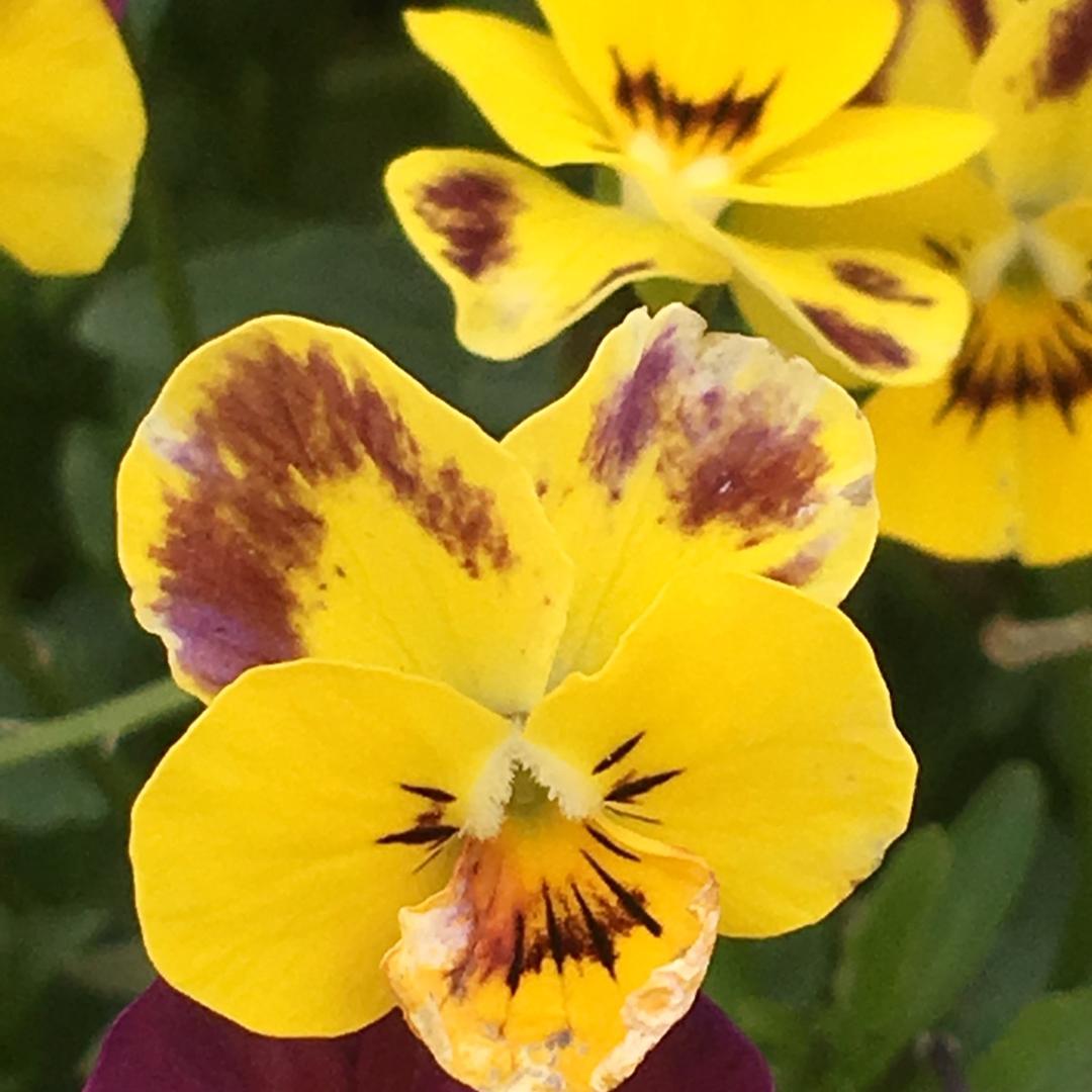 夏夏妈（关必回）