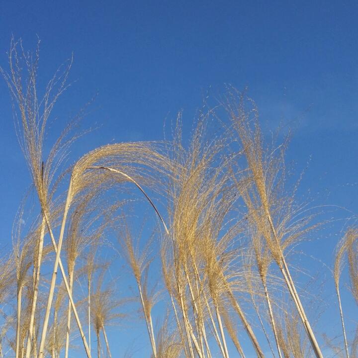 远方