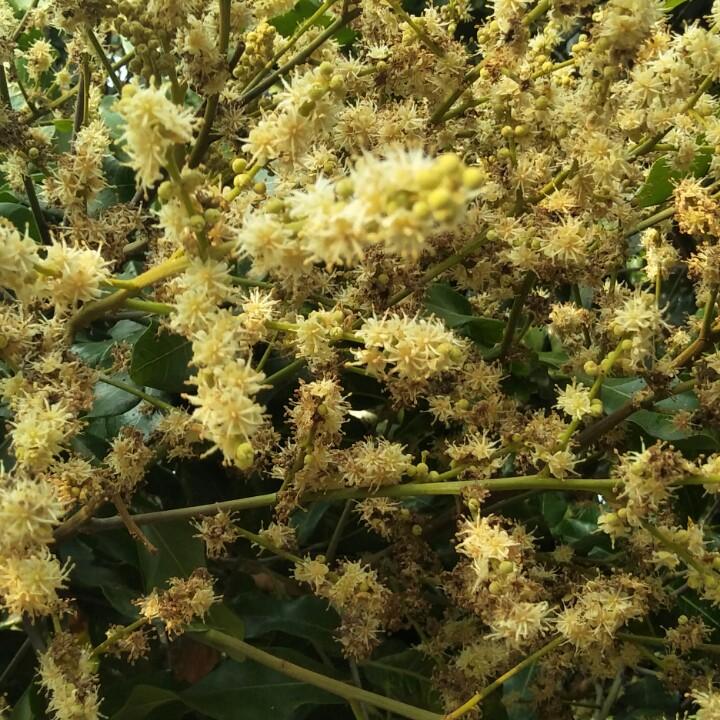 蜂王