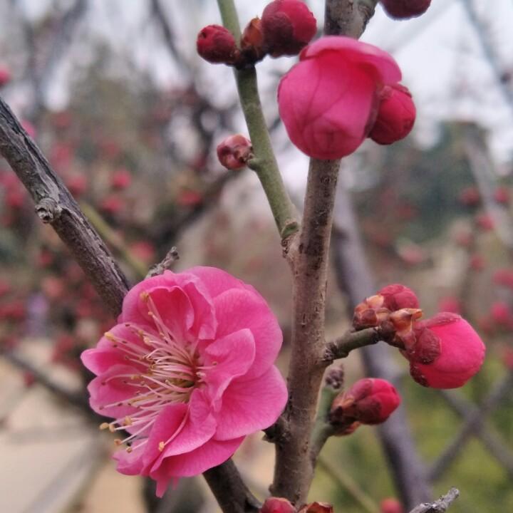 芳芳