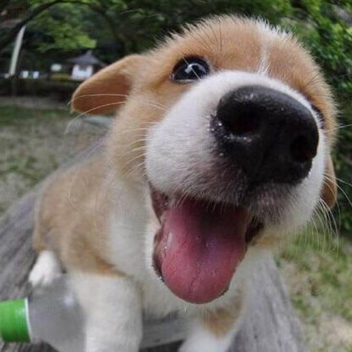 超级天才小火龙