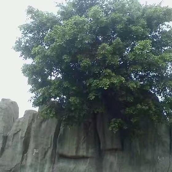 莱特纳杰