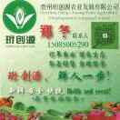 黔支蔬的头像