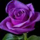 黑牡丹、人生偕过客！谁也不是谁的谁……