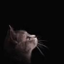 陳筱猫___