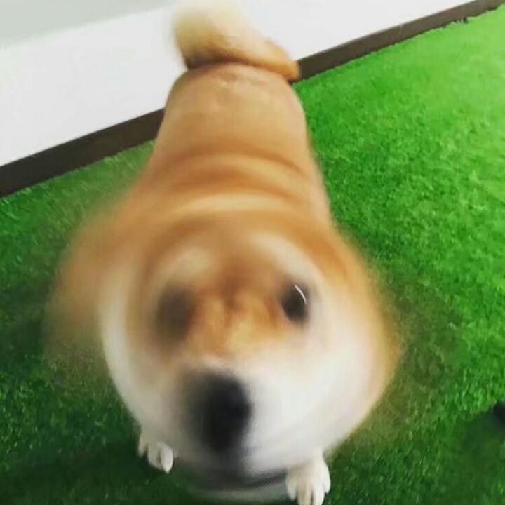 饭老师