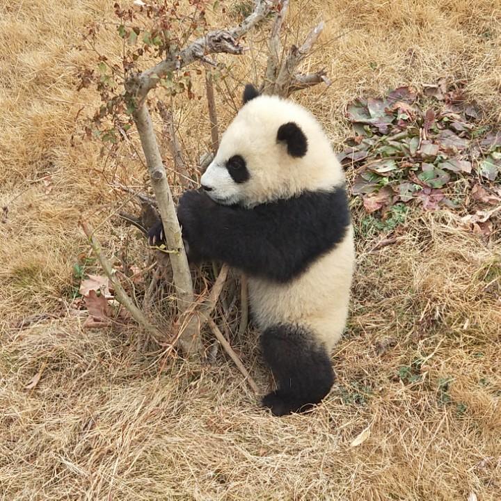 熊猫小宝贝
