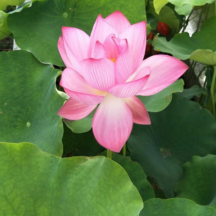 虎哥怕老婆