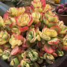 （安康多肉）熊。