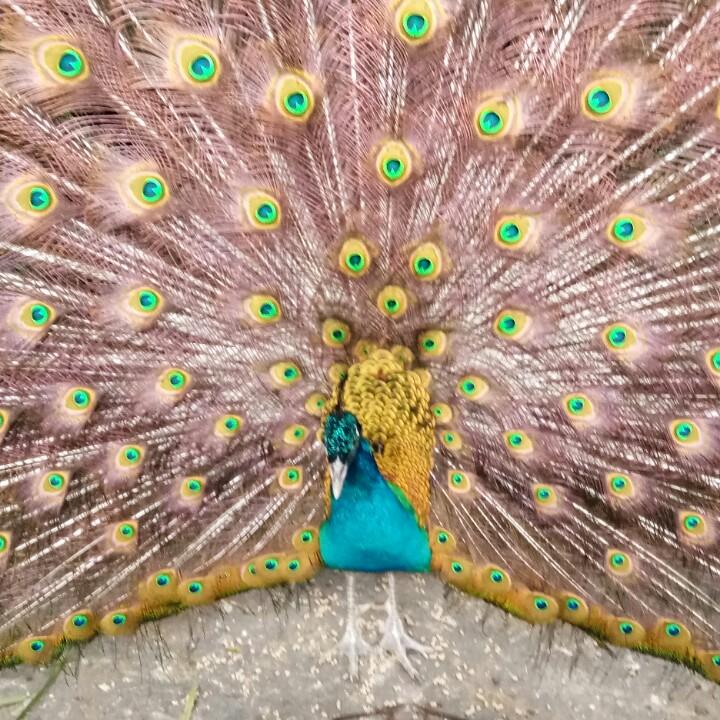 心想事成