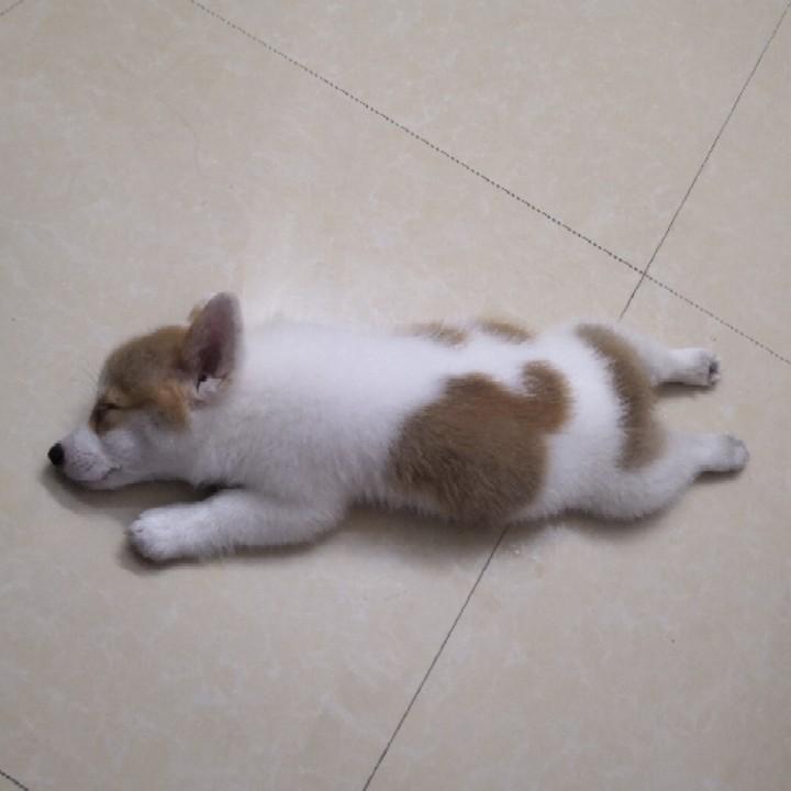 它叫锤锤
