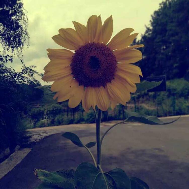 栀夏