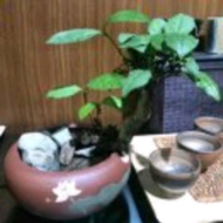 香山茶业