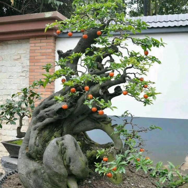 长阳小方盆景园
