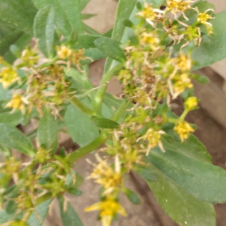 罗丽丝好物分享官