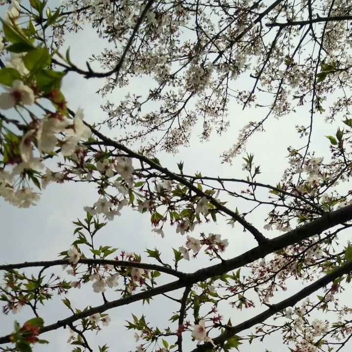 风清扬