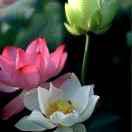 沙子.水泥.婷姐