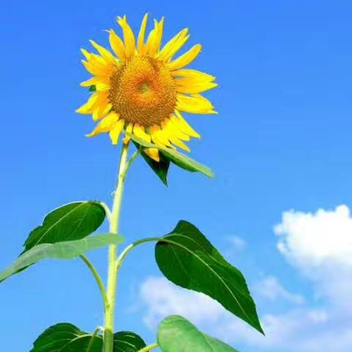 葵花籽