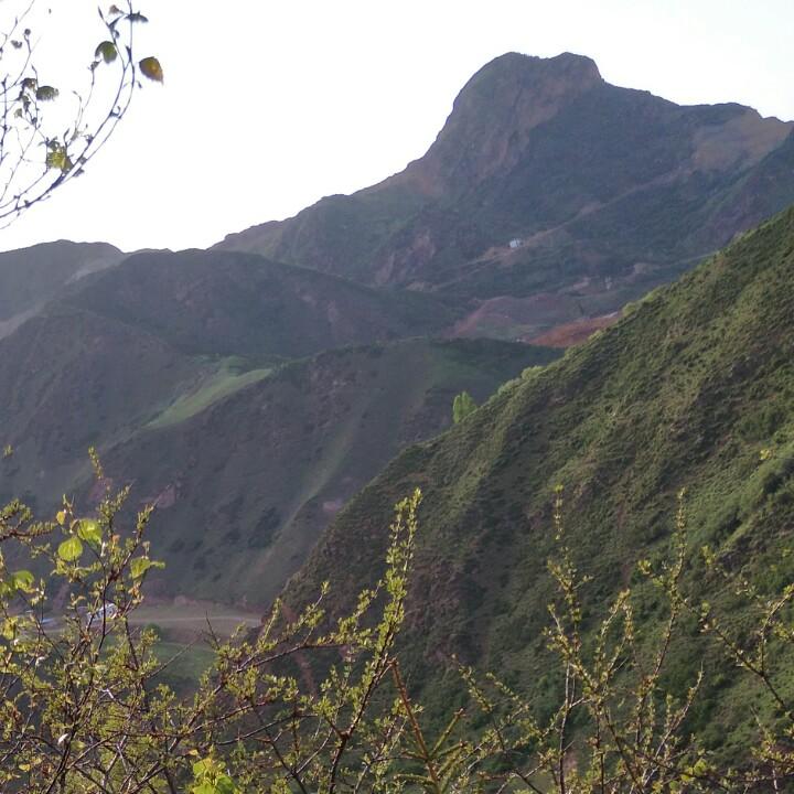 应明