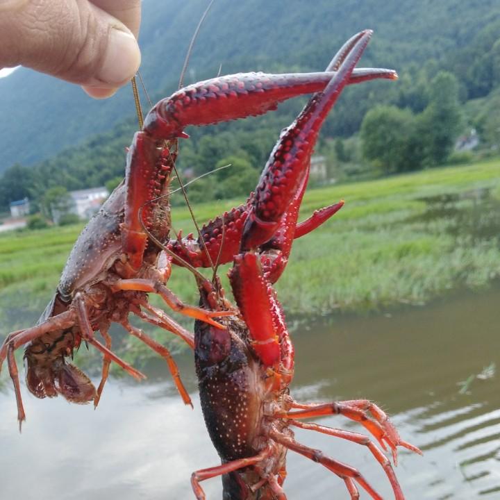 何飞军