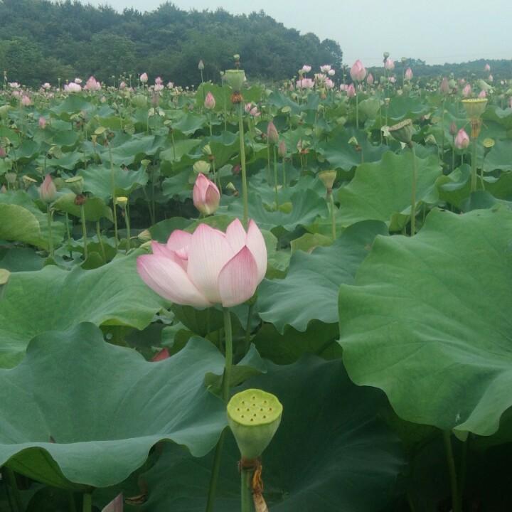 女王